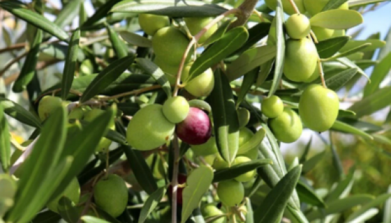 Zeytin